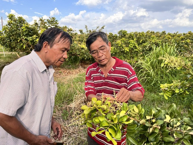 Nông dân Củ Chi trồng loại nhãn “xịn”, có lúc giá hơn 100.000 đồng/kg - Ảnh 4.