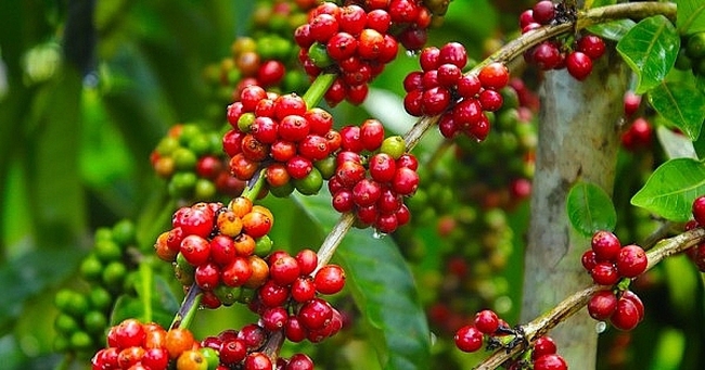 Giá cà phê ngày 24/9: Giá cà phê có tuần giảm mạnh  - Ảnh 3.