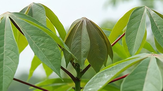 Loại lá xưa bỏ đi chả ai ngó ngàng tới nay thành đặc sản giàu vitamin, chinh phục thực đơn nhà hàng hạng sang - Ảnh 8.