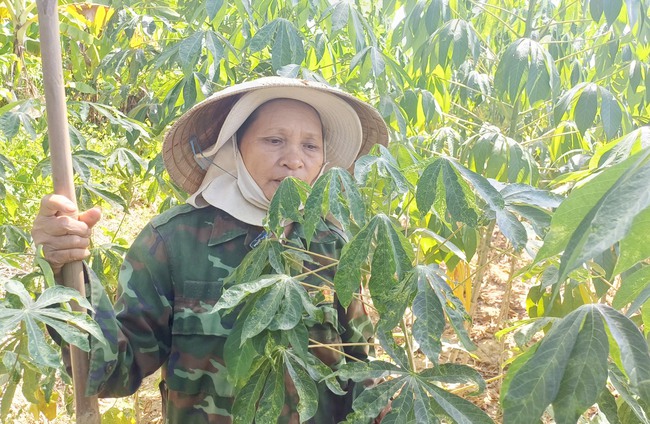 Một loài sâu gia tăng mức độ gây hại lúa và diện phân bố trong 20 năm qua - Ảnh 3.