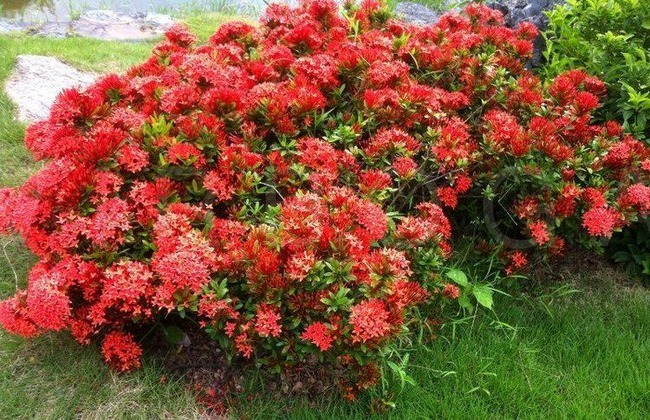 Thắp sáng sân nhà bằng cây cảnh &quot;cổ xưa&quot;, càng nắng càng rực rỡ, có thể pha trà, làm thuốc còn chiêu tài - Ảnh 2.