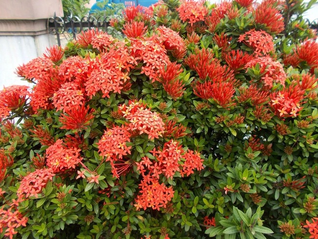 Thắp sáng sân nhà bằng cây cảnh &quot;cổ xưa&quot;, càng nắng càng rực rỡ, có thể pha trà, làm thuốc còn chiêu tài - Ảnh 13.