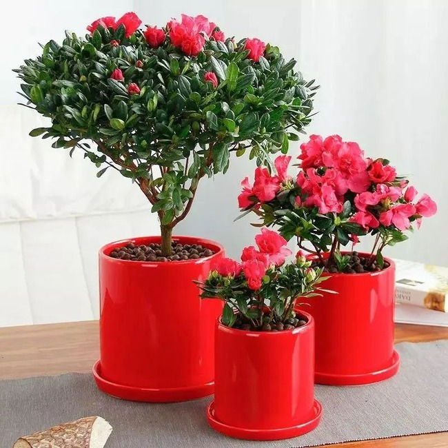 4 cây cảnh không dễ nở hoa, nở hoa lại không phải dấu hiệu tốt, cần ngắt bỏ ngay - Ảnh 8.