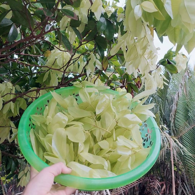 Thứ lá rừng, lá cây dại này hóa ra lại là loại rau ngon, ăn lẩu mắm thì bá cháy - Ảnh 1.