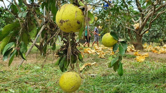 Nông dân Hà Tĩnh vội vàng thu hoạch quả “đặc sản” sau lũ tránh thiệt hại lớn - Ảnh 6.