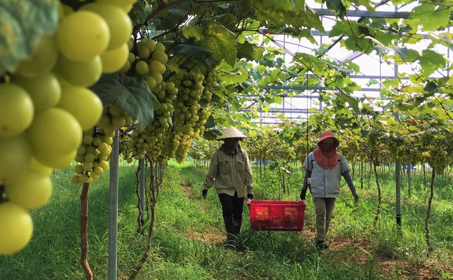 Bí thư Tỉnh ủy Nghệ An: Nông dân Nghệ An cần hợp tác, liên kết sản xuất, đi cùng nhau để đi được xa hơn - Ảnh 3.