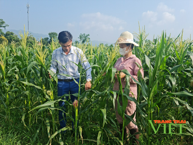 Điện Biên: Cùng bắt tay đào tạo nghề, giải quyết việc làm cho lao động nông thôn   - Ảnh 1.