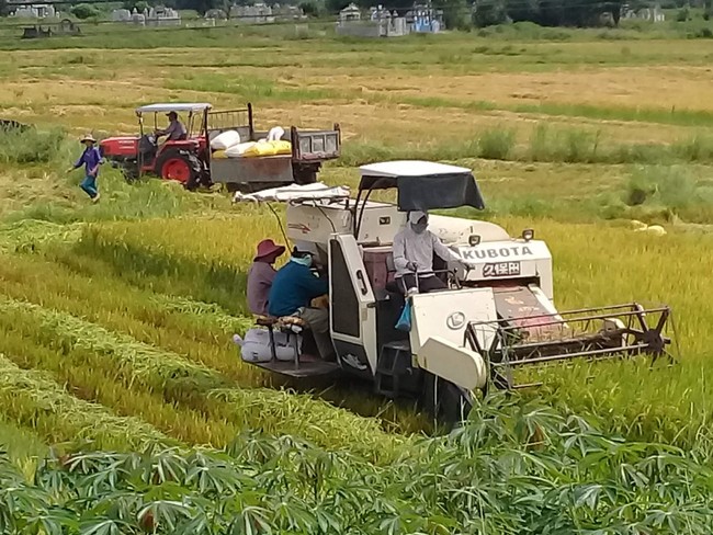 Nông dân Thừa Thiên Huế phấn khởi được mùa, được giá lúa hè thu - Ảnh 1.