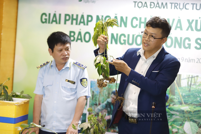 Những giải pháp cấp bách ngăn ngừa sâm nhập lậu, bảo vệ người trồng sâm Việt Nam - Ảnh 7.