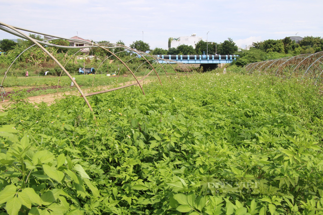 Cảnh tiêu điều, rau củ chết khô tại vùng rau sạch lớn nhất Đà Nẵng - Ảnh 2.