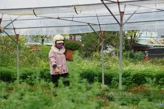 Nông dân Đà Nẵng thay phiên túc trực chăm hoa phục vụ thị trường Tết- Ảnh 6.