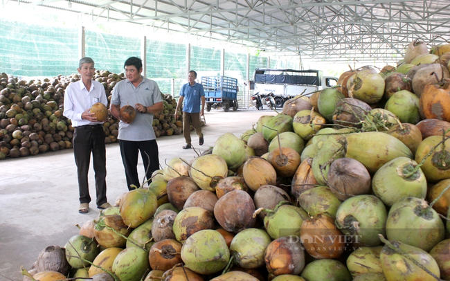 HTX Hưng Lễ sẽ tiếp tục liên kết với doanh nghiệp trồng và tiêu thụ dừa đạt tiêu chuẩn. Ảnh: Nguyên Vỹ