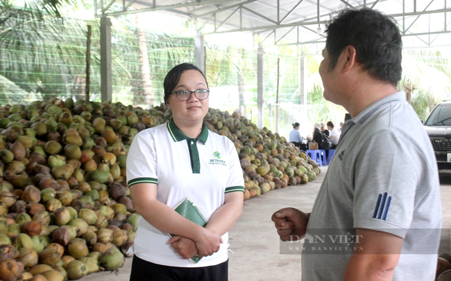 Bình quân mỗi năm, Betrimex thu mua 144 triệu trái dừa hữu cơ. Ảnh: Nguyên Vỹ
