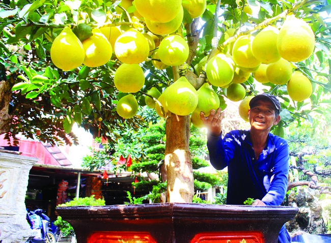 “Kỳ hoa dị thảo” đổ bộ TP.Hồ Chí Minh phục vụ thị trường Tết, có loại giá cả trăm triệu đồng vẫn đắt hàng- Ảnh 1.