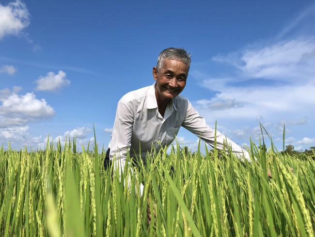 Về đề xuất trồng 4 vụ lúa/năm: Mong người trồng lúa 
tăng lợi nhuận, nhưng không dễ thực hiện- Ảnh 1.