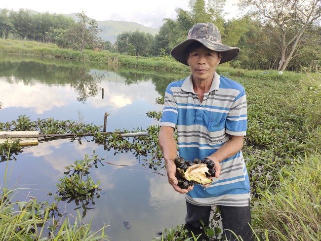 Biến ruộng lúa bấp bênh thành ao nuôi loại ốc ngon, nông dân Bình Định thu tiền nhiều hơn hẳn- Ảnh 1.
