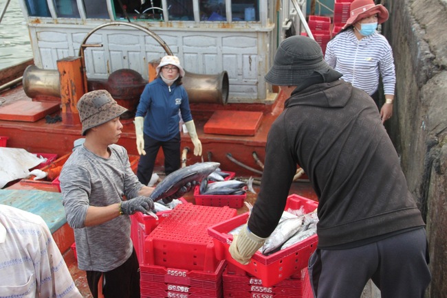 Ở một cảng nổi tiếng Bình Định, tận thấy hàng chục tấn cà ngừ sọc dưa, tươi roi rói trong hầm tàu- Ảnh 6.