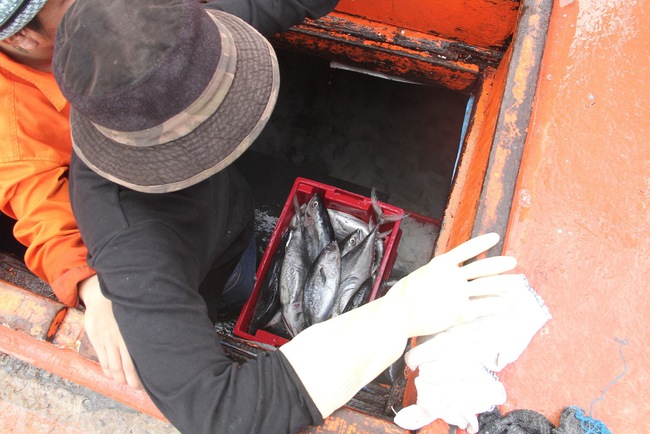 Ở một cảng nổi tiếng Bình Định, tận thấy hàng chục tấn cà ngừ sọc dưa, tươi roi rói trong hầm tàu- Ảnh 14.