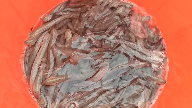 Nuôi loài cá biết đào hang, nông dân Cà Mau trúng đậm, bắt bán 160.000 đồng/kg- Ảnh 3.