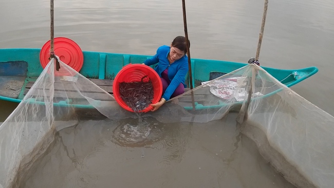 Nuôi loài cá biết đào hang, nông dân Cà Mau trúng đậm, bắt bán 160.000 đồng/kg- Ảnh 1.