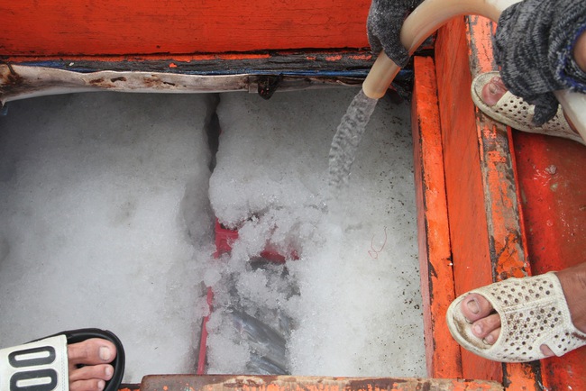 Ở một cảng nổi tiếng Bình Định, tận thấy hàng chục tấn cà ngừ sọc dưa, tươi roi rói trong hầm tàu- Ảnh 9.
