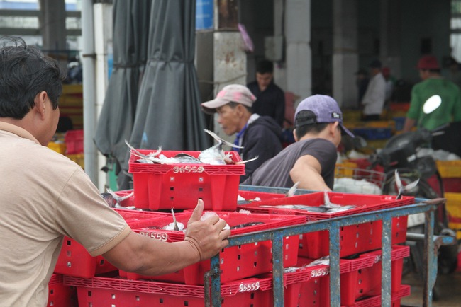 Ở một cảng nổi tiếng Bình Định, tận thấy hàng chục tấn cà ngừ sọc dưa, tươi roi rói trong hầm tàu- Ảnh 4.