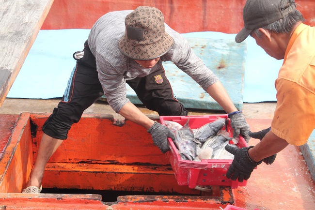 Ở một cảng nổi tiếng Bình Định, tận thấy hàng chục tấn cà ngừ sọc dưa, tươi roi rói trong hầm tàu- Ảnh 5.
