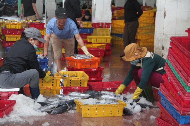 Ở một cảng nổi tiếng Bình Định, tận thấy hàng chục tấn cà ngừ sọc dưa, tươi roi rói trong hầm tàu- Ảnh 7.