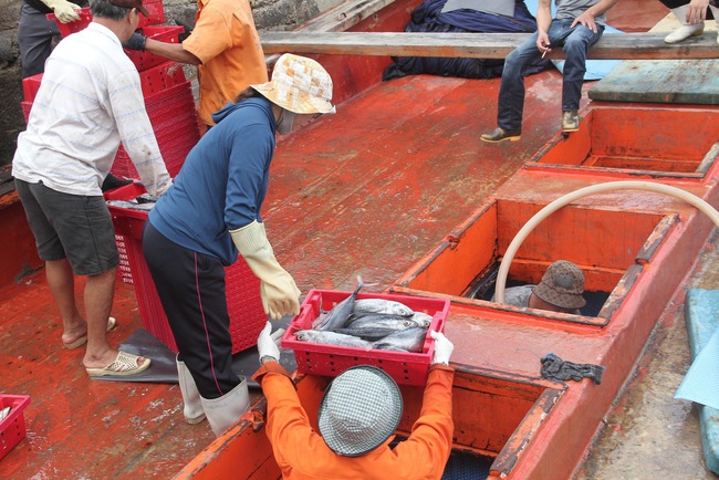 Ở một cảng nổi tiếng Bình Định, tận thấy hàng chục tấn cà ngừ sọc dưa, tươi roi rói trong hầm tàu- Ảnh 8.