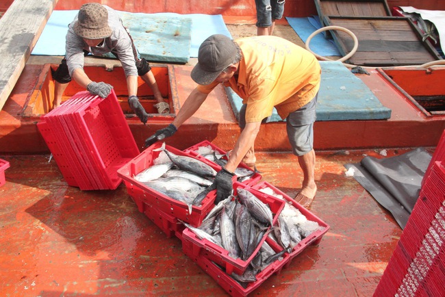 Ở một cảng nổi tiếng Bình Định, tận thấy hàng chục tấn cà ngừ sọc dưa, tươi roi rói trong hầm tàu- Ảnh 12.