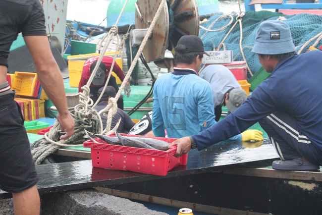Ở một cảng nổi tiếng Bình Định, tận thấy hàng chục tấn cà ngừ sọc dưa, tươi roi rói trong hầm tàu- Ảnh 15.