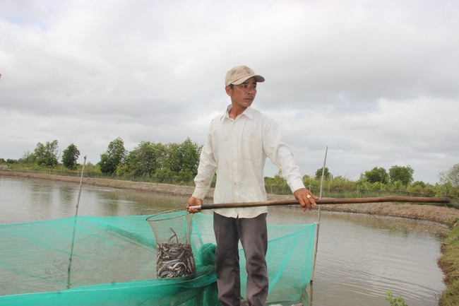 Nuôi loài cá biết đào hang, nông dân Cà Mau trúng đậm, bắt bán 160.000 đồng/kg- Ảnh 2.