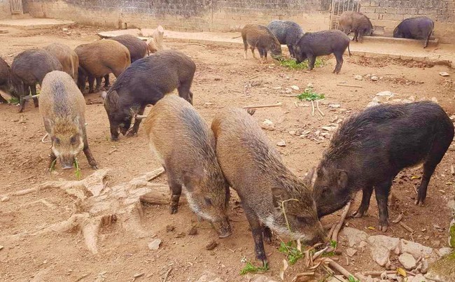 Một nông dân Nghệ An nuôi lợn rừng kiểu lạ mà hay, hễ gần tết là chốt đơn bán liên tục- Ảnh 3.