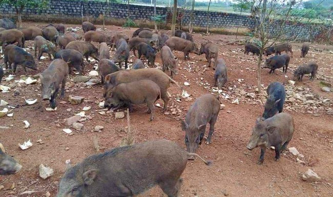 Một nông dân Nghệ An nuôi lợn rừng kiểu lạ mà hay, hễ gần tết là chốt đơn bán liên tục- Ảnh 1.
