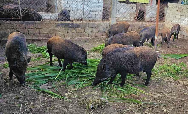 Một nông dân Nghệ An nuôi lợn rừng kiểu lạ mà hay, hễ gần tết là chốt đơn bán liên tục- Ảnh 5.