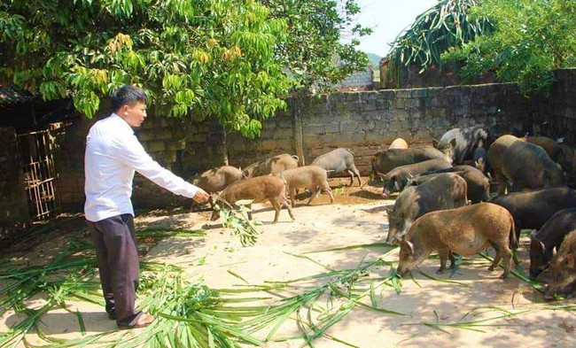 Một nông dân Nghệ An nuôi lợn rừng kiểu lạ mà hay, hễ gần tết là chốt đơn bán liên tục- Ảnh 2.