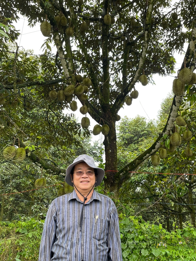 Tổng Thư ký Hiệp hội Rau quả Việt Nam: Củng cố mối liên kết giữa nông dân, doanh nghiệp trong xuất khẩu sầu riêng- Ảnh 1.