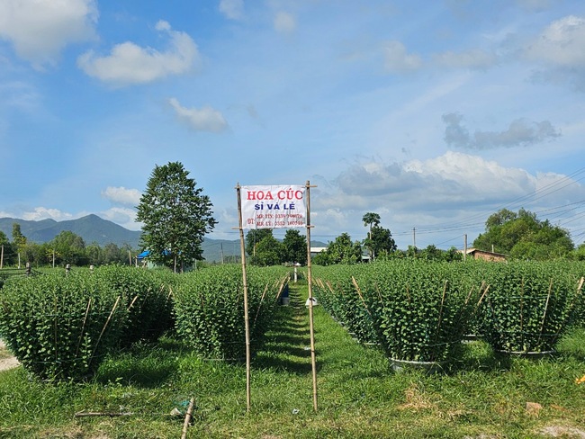 Một xã của tỉnh Bình Định, làng quê đẹp như tranh, người dân trồng rau, hoa mà thu 53,5 triệu đồng/người/năm- Ảnh 5.