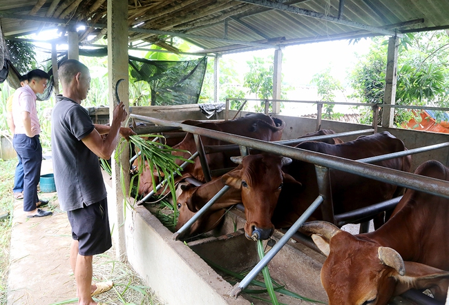 Có vốn Ngân hàng CSXH đầu tư nuôi bò, nông dân Phú Thọ thoát ngay diện nghèo- Ảnh 1.
