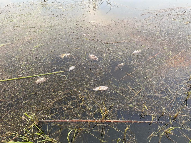 Cá chết bất thường ở đầm nước lợ nổi tiếng Bình Định, đã tìm ra "thủ phạm"- Ảnh 1.