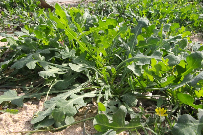 Loài rau dại mọc hoang ở đồi cát Ninh Thuận nay trở thành đặc sản, ăn ngon lại có tác dụng như thần dược- Ảnh 2.