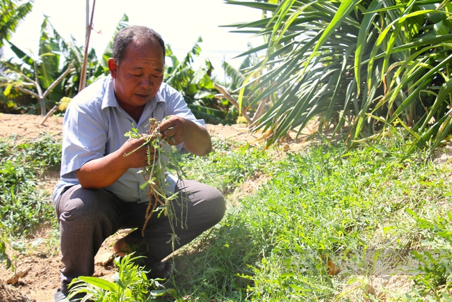 Loài rau dại mọc hoang ở đồi cát Ninh Thuận nay trở thành đặc sản, ăn ngon lại có tác dụng như thần dược- Ảnh 7.
