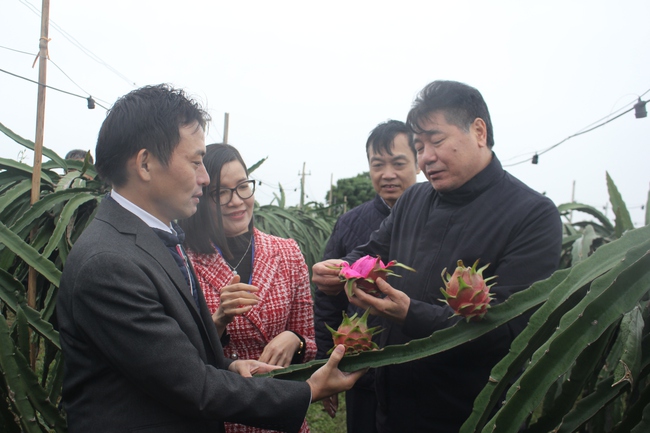 Rau củ Việt Nam trồng theo tiêu chuẩn Nhật Bản sẵn sàng  ra chợ tết- Ảnh 2.