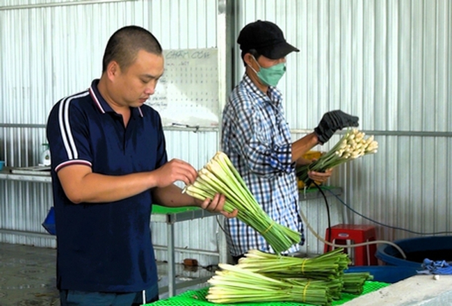 Một nông dân Vĩnh Long trồng cây gia vị thân gọi là củ, bán thành công ra chợ thế giới- Ảnh 1.