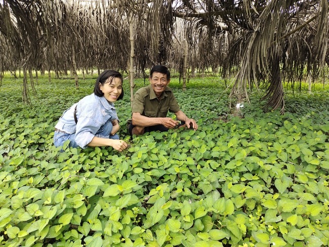 Chỉ trồng loại rau gia vị này, nông dân Bình Định chăm nhàn, bán quanh năm, tiền rủng rỉnh- Ảnh 1.