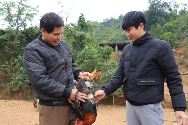 Ông nông dân ở Hà Giang nuôi loại gà đặc sản chưa đến Tết đã bán hết gà- Ảnh 1.