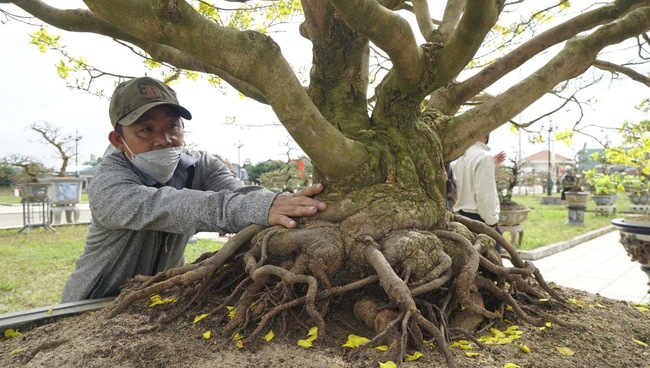 Độc, lạ những cây mai vàng bonsai nhìn là thích, ngắm là mê ở Bình Định- Ảnh 17.