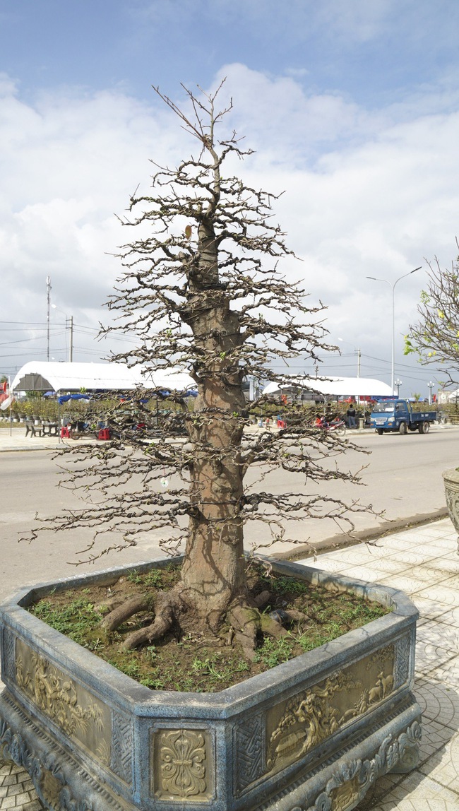 Độc, lạ những cây mai vàng bonsai nhìn là thích, ngắm là mê ở Bình Định- Ảnh 7.