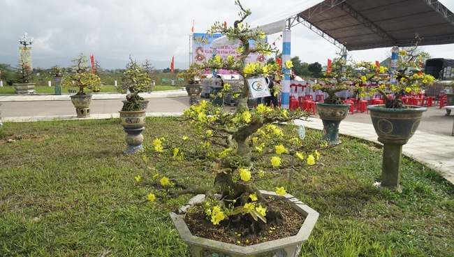 Độc, lạ những cây mai vàng bonsai nhìn là thích, ngắm là mê ở Bình Định- Ảnh 14.