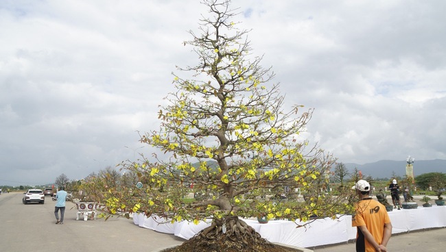 Độc, lạ những cây mai vàng bonsai nhìn là thích, ngắm là mê ở Bình Định- Ảnh 13.